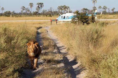 Photos of Audi Camp - Maun