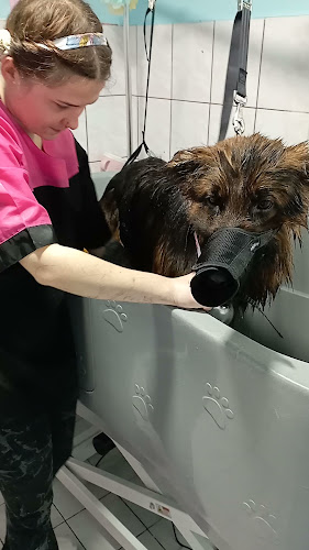 Dogmat Salon Groomerski