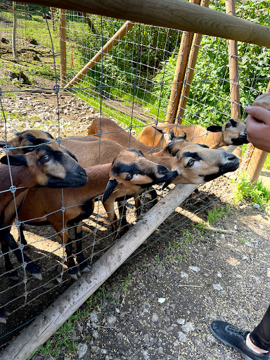 Kiosk Wildpark - Thumbnail