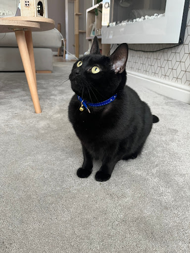 Humber Pets - Visual