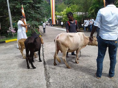 Photos of Hirdaramani Agalawatta