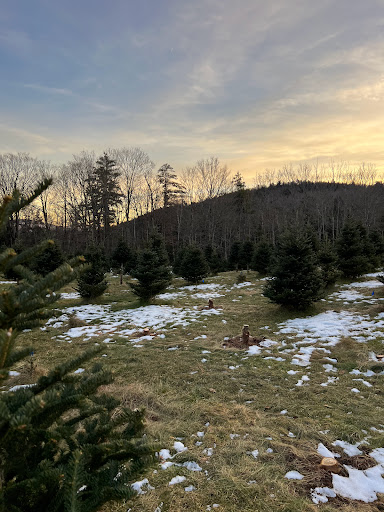 Wild Meadow Christmas Trees - Thumbnail