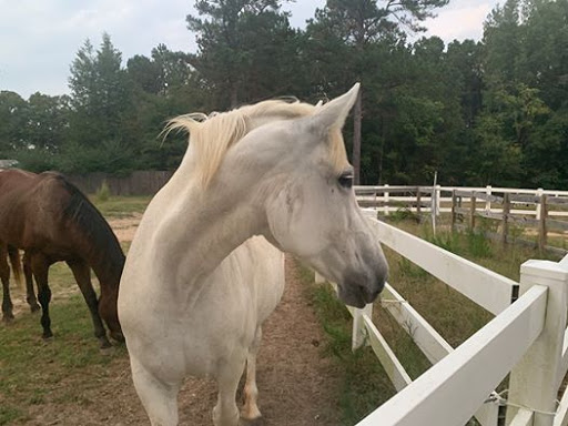 3H Equine Hospital and Mobile Veterinary Services - Thumbnail