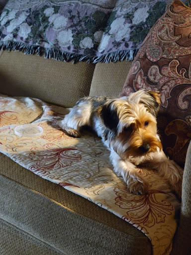 Camden Veterinary Services