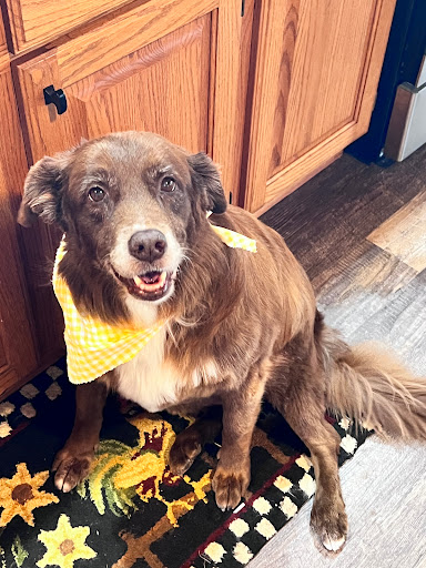 Tailored Pups Dog Grooming - Thumbnail