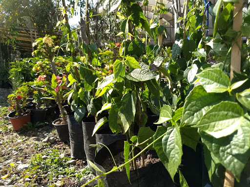 Plantas Y Jardines De Zapotlán