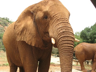 Photos of The Elephant Sanctuary - Hartbeespoort
