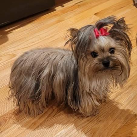 Ani-Mall Pet Hospital Gallery - United States