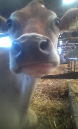 Photo n°16 de La ferme des petites vaches à Crozon (Marchand de glaces)