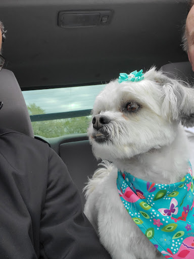 Natasha's Dog Grooming Spa - Thumbnail
