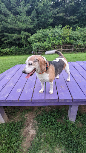 Phil White Dog Park - Thumbnail