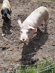 Photo n°2 de La Ferme des Bergers à Gouffern en Auge (Attraction touristique)
