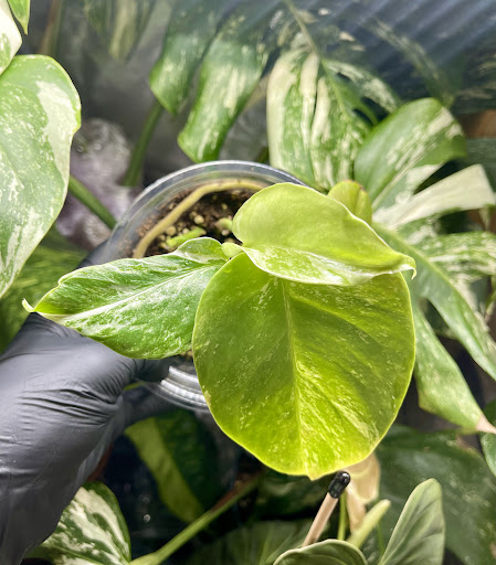 Green&white_plants - Thumbnail