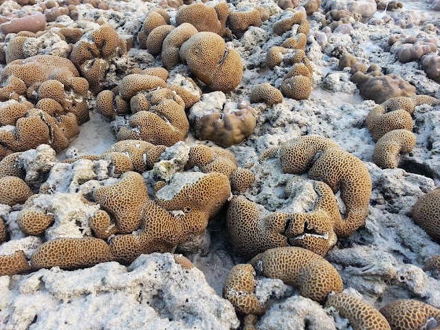Mu Ko Surin National Park
