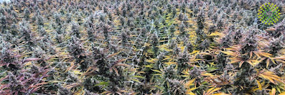Photo of Trulieve Palm Beach Gardens Dispensary