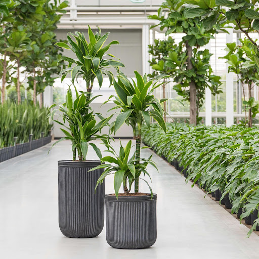 D-Plantes / Location de plantes pour bureaux / Paris - Thumbnail
