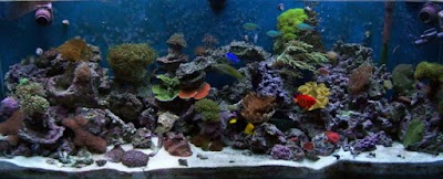 Dream Marine Aquarium Services