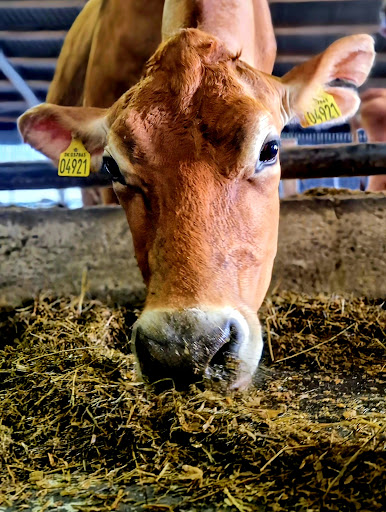 Stadsboerderij 't Nije Hoff - Thumbnail
