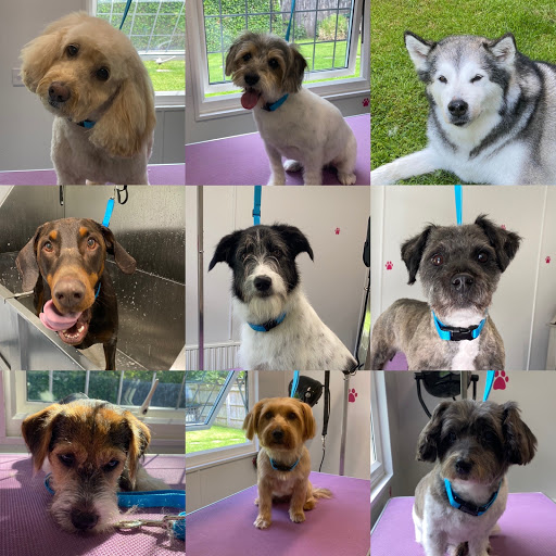 Transpawmation Dog Grooming