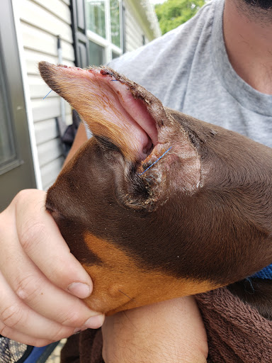 Greencastle Veterinary Hospital