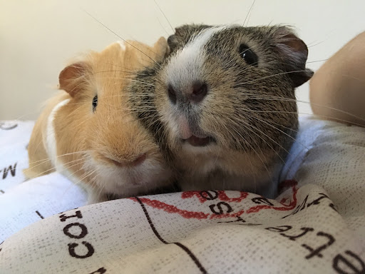 Market North Veterinary Hospital - Thumbnail
