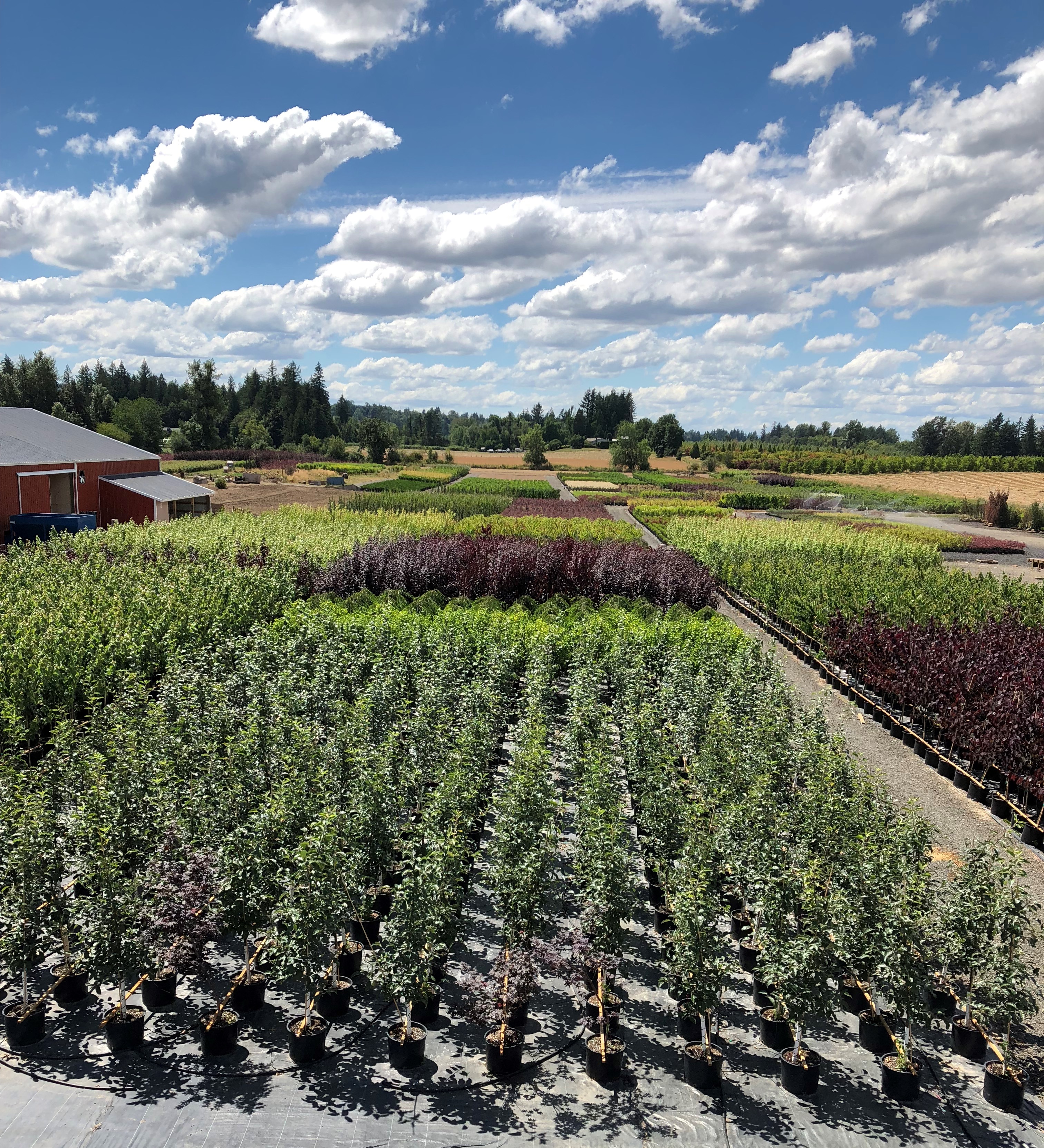 Ekstrom & Schmidt Nursery