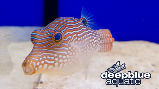 Deepblue Aquatic - Visual