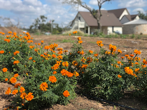 Windmill Meadow Flower Farm - Thumbnail