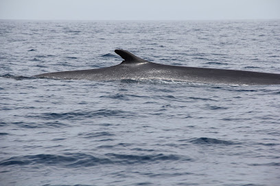 White Coast Charters