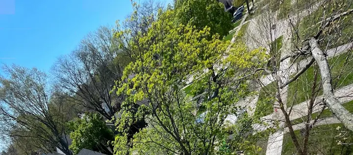 Southern Pines Tree Service