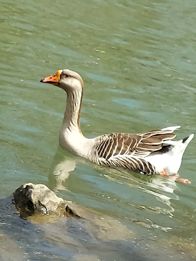 Waterfowl Observation