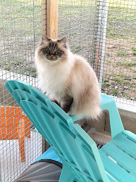Photo n°1 de Les Gali'Pets à Roannes-Saint-Mary (Service de garde d'animaux)