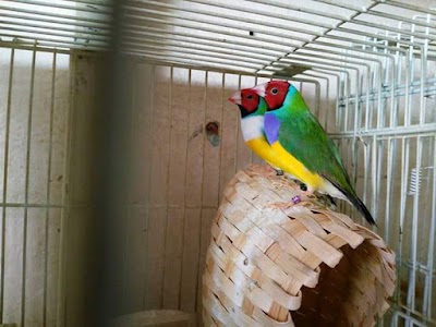 pet-store