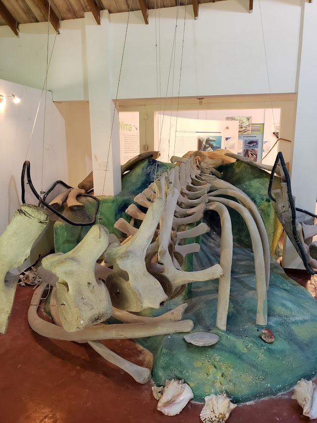 Whale Museum of Samana / Nature Center