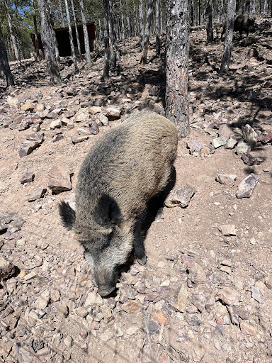 Recinto de los jabalíes - Thumbnail