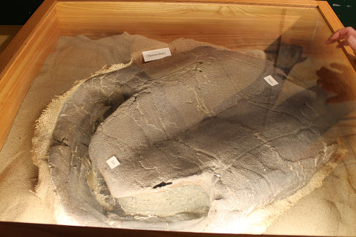 Glenrock Paleon Museum - Thumbnail