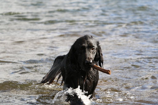 Rainbow Bay Pet Cremation Services - Thumbnail