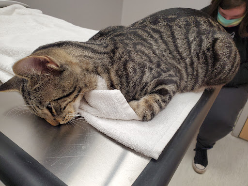 Watertown Animal Hospital, L.L.P. - Thumbnail