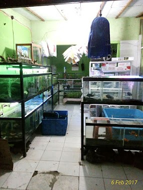 Ipung Ikan Hias Dan Aquarium, Author: ifunk purwanto