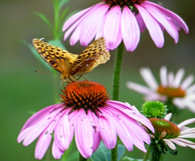 Photos of Versailles State Park
