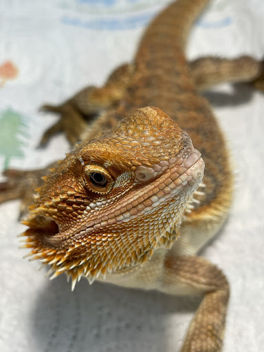 Ambulatorio Veterinario Quattro Zampe Di Studio Associato Cocciolo & Salvati - Thumbnail