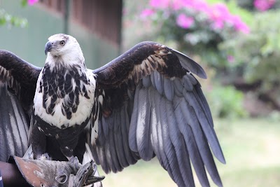 Photos of Naivasha Owl Centre
