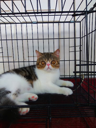 Photos of Shandy Cat House