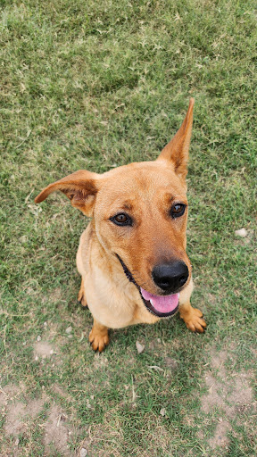 Kerr County Animal Control & Shelter - Thumbnail