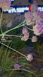 Photo n°32 de Pizza Must à Fosses (Pizzeria)