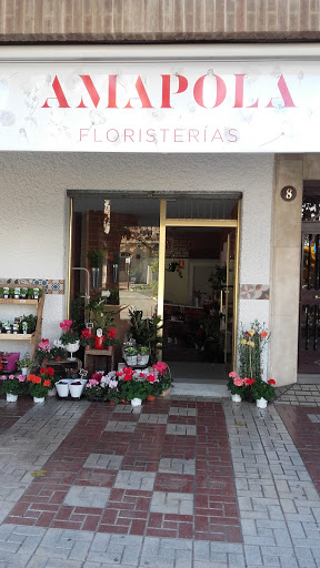 Amapola Floristerías