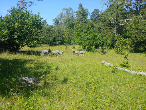 Bosarve lövskog Naturreservat - Thumbnail