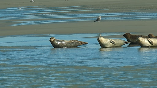 Zeehondensafari & Rondvaart Zeeland