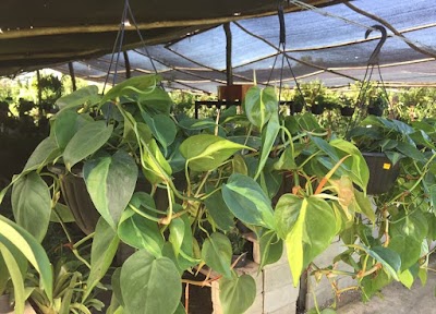 Photos of Plantao Vivero