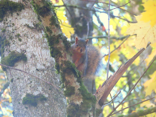 East Gresham Park - Visual
